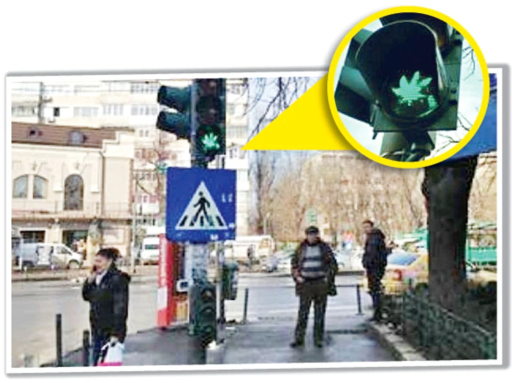 
    Când se face verde, se poate vedea o frunză de marijuanaFoto: metropotam.ro  