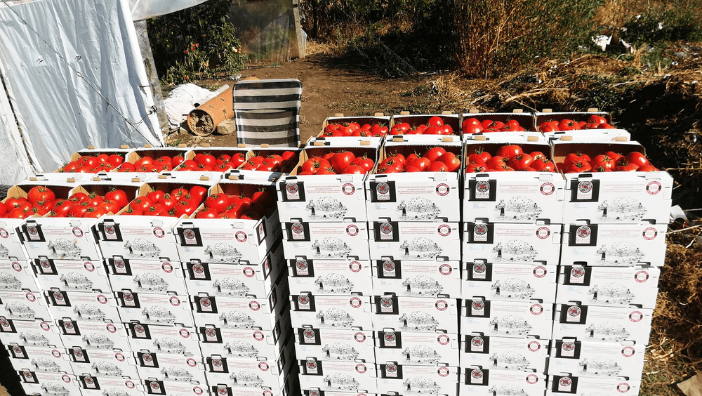 Oltul putea avea un depozit de legume de două milioane euro. De ce au ratat fermierii proiectul 