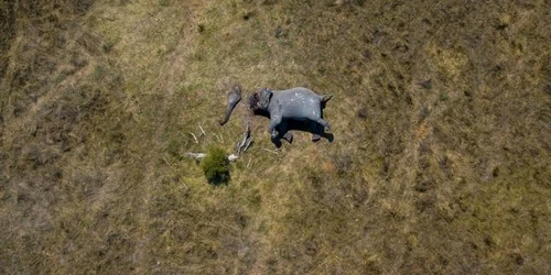 elefant mutilat de braconieri FOTO via Justin Sullivan