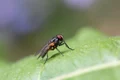Muste insecticide larvicide capcane scaled jpg