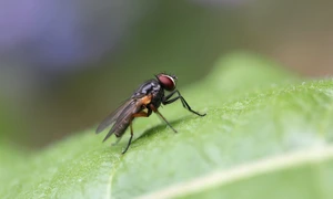 Muste insecticide larvicide capcane scaled jpg