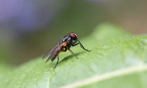 Muste insecticide larvicide capcane scaled jpg