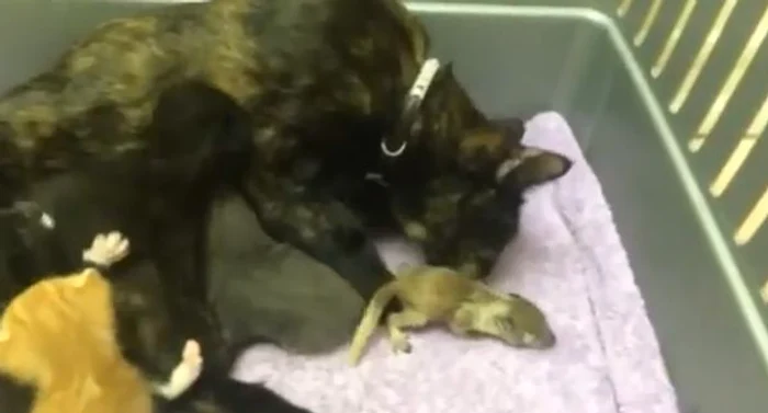 
    O pisică-mamă salvează viaţa unui pui de veveriţă abandonatFoto: Captură Youtube  