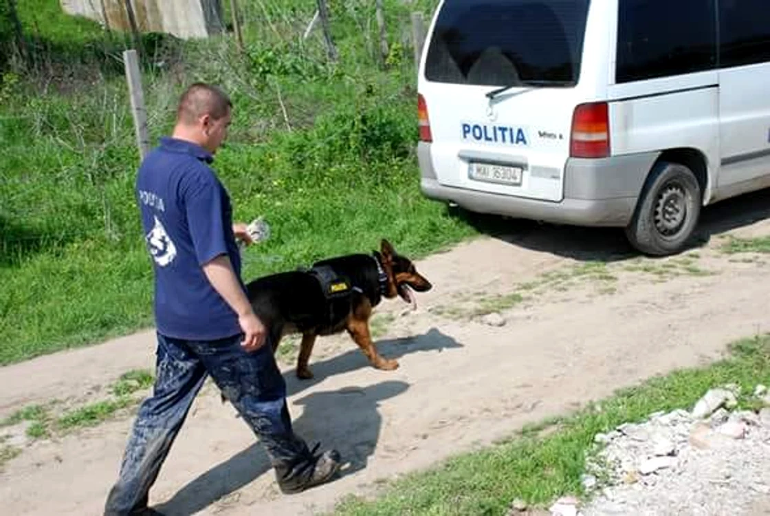 Rex în misiune, alături de instructor