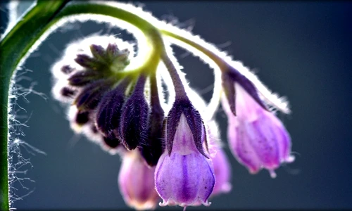 1 80981 original jpg jpeg