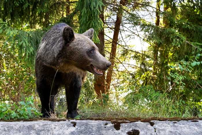 54 de urși vor fi împușcați în Covasna până la finalul anului FOTO Arhivă