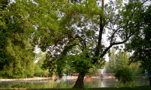 De ce e nevoie să salvăm Cișmigiul? jpeg