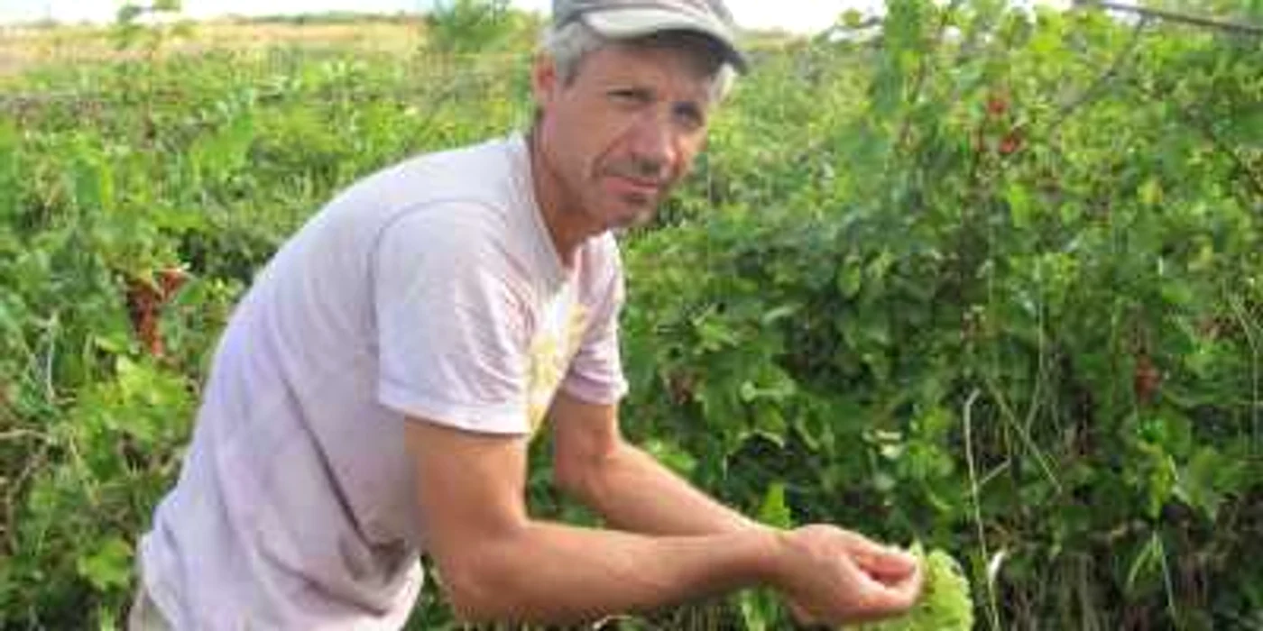 Gelu Apetroaei, din Botoşani, vrea să facă bani frumoşţi din culesul viilor din Prahova
