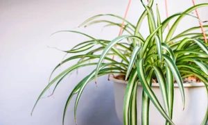 planta paianjen istock jpg