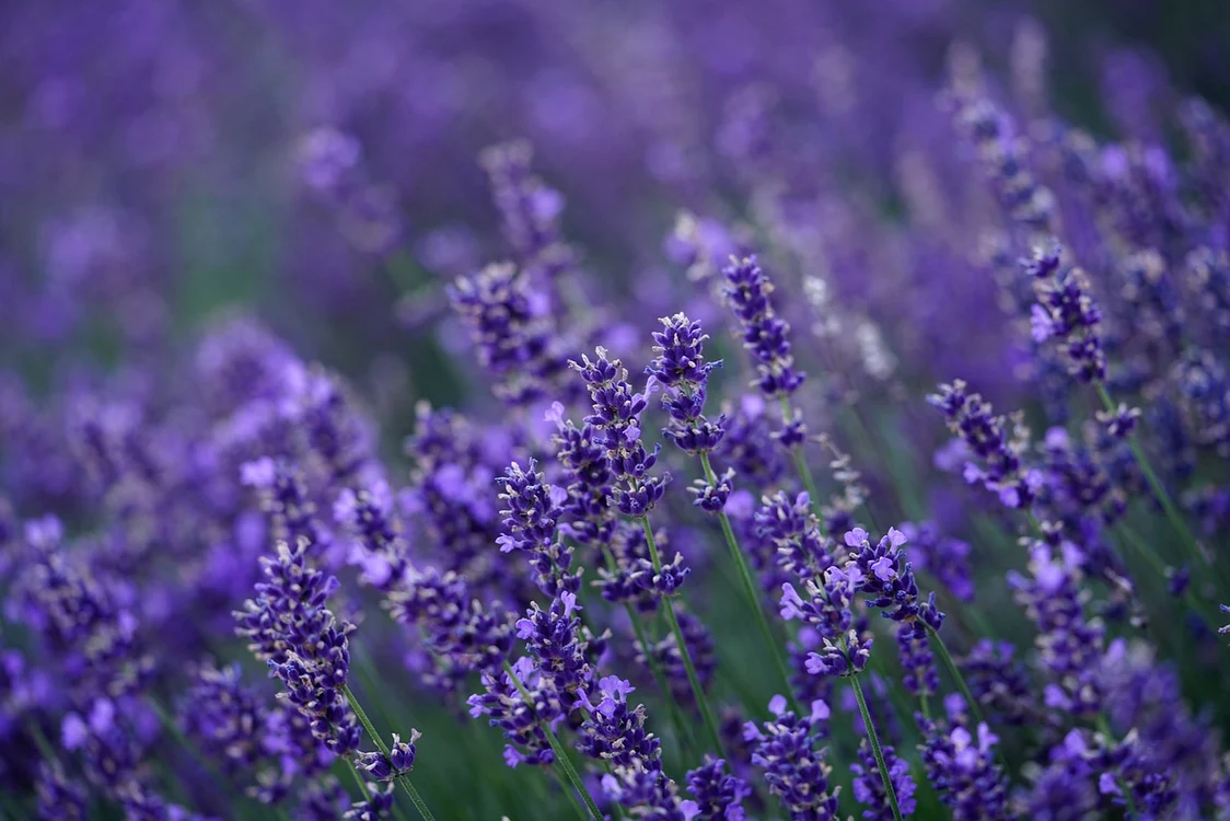 Lavandă / foto: Pixabay