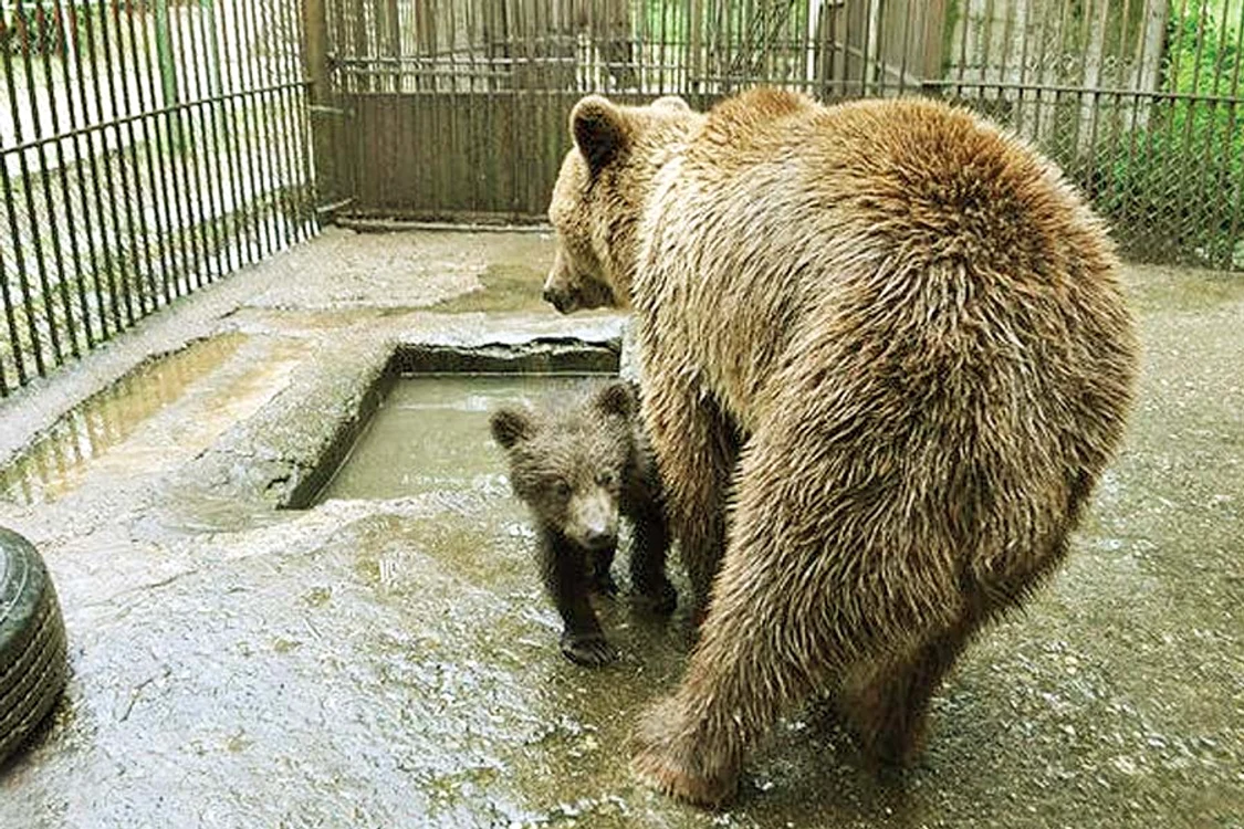 
    Teddy stă, din ianuarie,  în cușcă cu mama lui,  o ursoaică de 18 ani (FOTOGRAFII: www.resita.ro)  