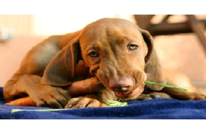 Lista completă de alimente interzise câinilorfoto: animale.ro