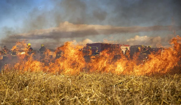 incendiu de vegetatie