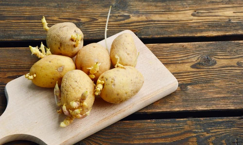 1 cartofi incoltiti jpg jpeg