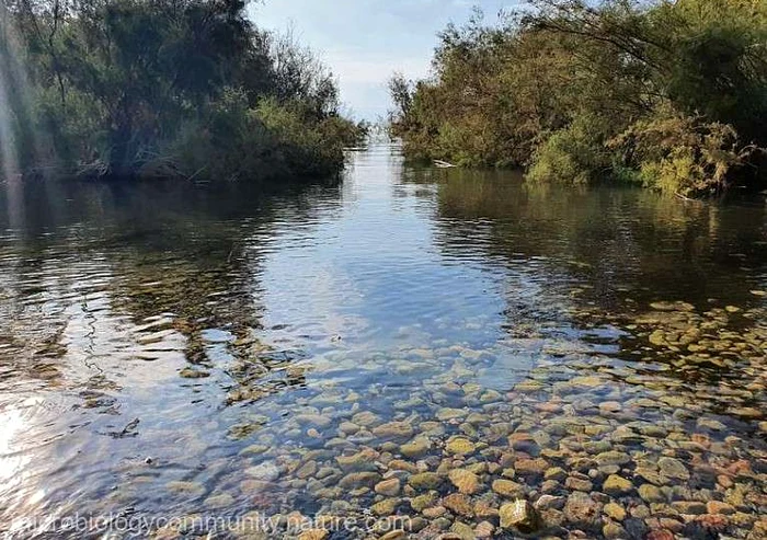 Miliarde de bacterii acvatice trăiesc în lacuri și râuri. FOTO microbiologycommunity.nature.com