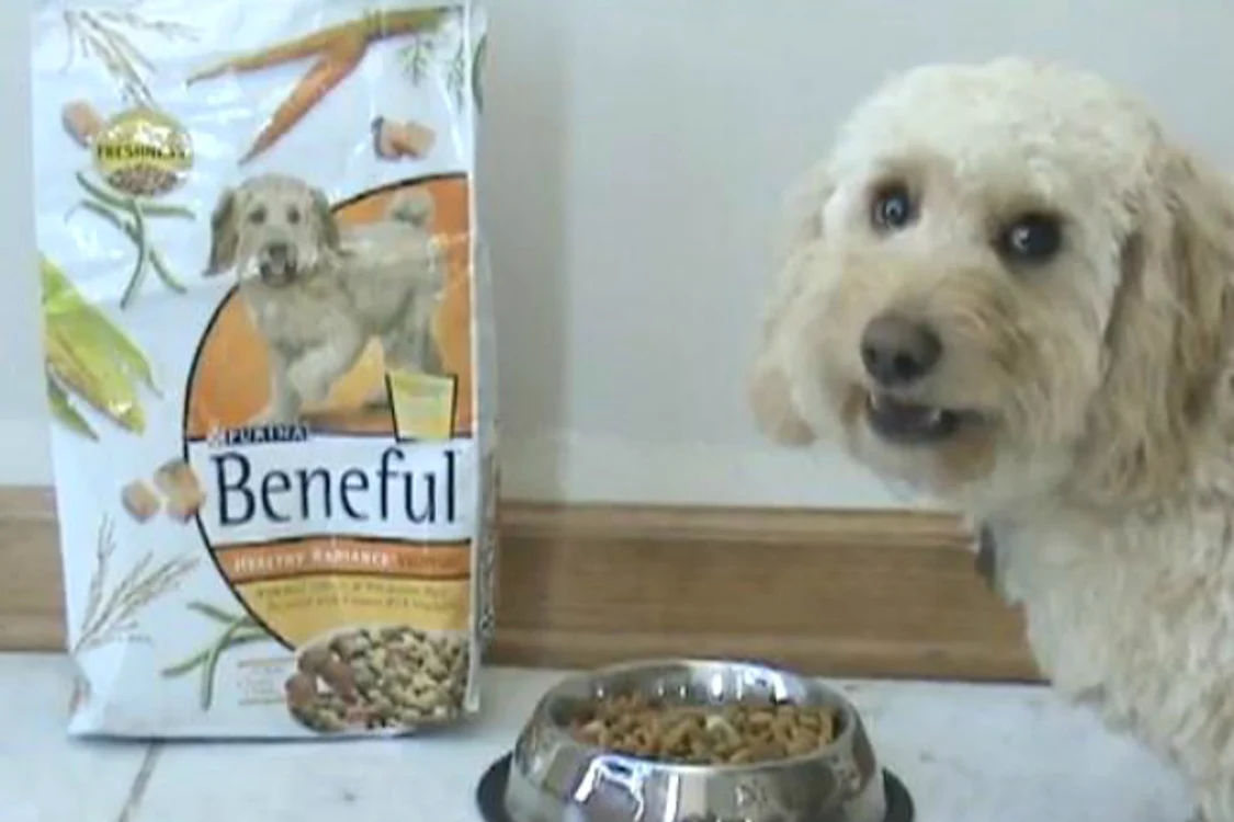 
    Boabele Beneful, produse de Purina, dăunătoare pentru animale?  