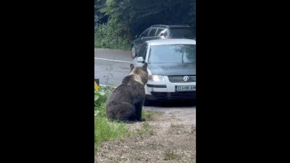 Imagini revoltătoare pe Transfăgărășan: un individ încearcă să lovească un urs cu mașina. Autorul a fost identificat de polițiști