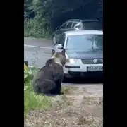 urs 2 gif