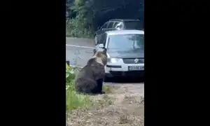 urs 2 gif