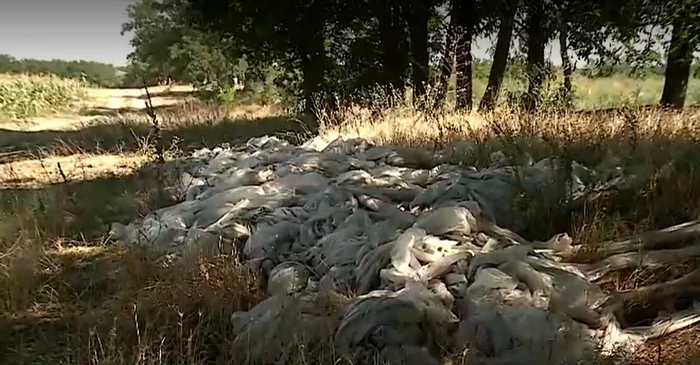 Foliile ramase pe câmp otrăvesc culturile. FOTO captură Știrile ProTV