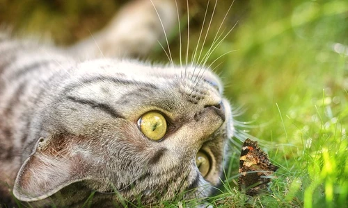 De ce nu trebuie să goneşti niciodată o pisică de la picioarele tale jpeg