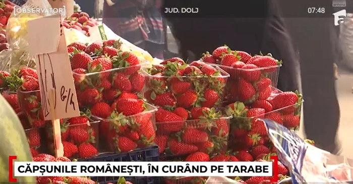 Producătorii se pregătesc să scoată primele căpșuni românești - Foto: Observator