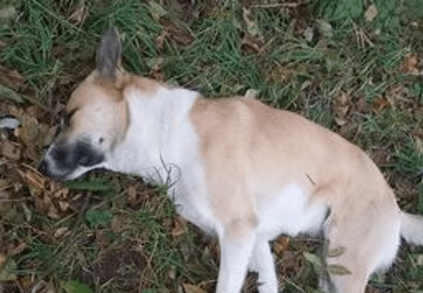 Câini otrăviți pe capete la Fălticeni. Străzile sunt pline de leșuri. Petiție pentru prinderea ucigașului de animale VIDEO