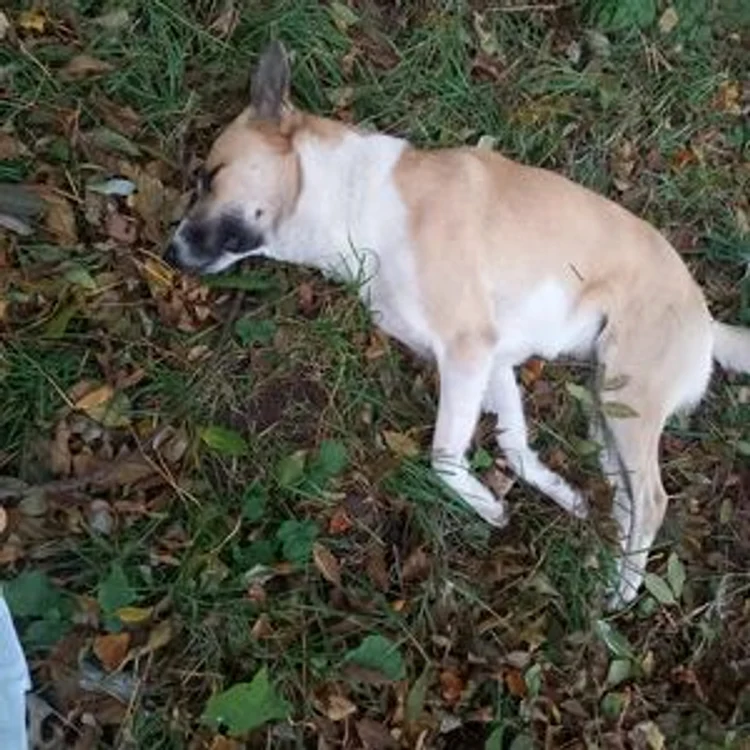 Câine otrăvit la Fălticeni SURSA martor