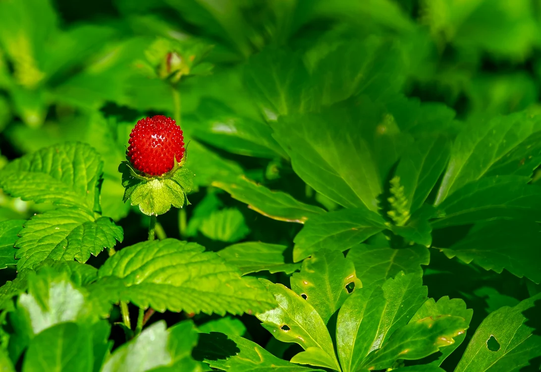 Toată lumea iubește cireșele / foto: Pixabay 
