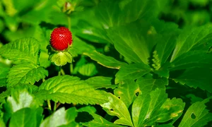 strawberry 3501491 1280 jpg