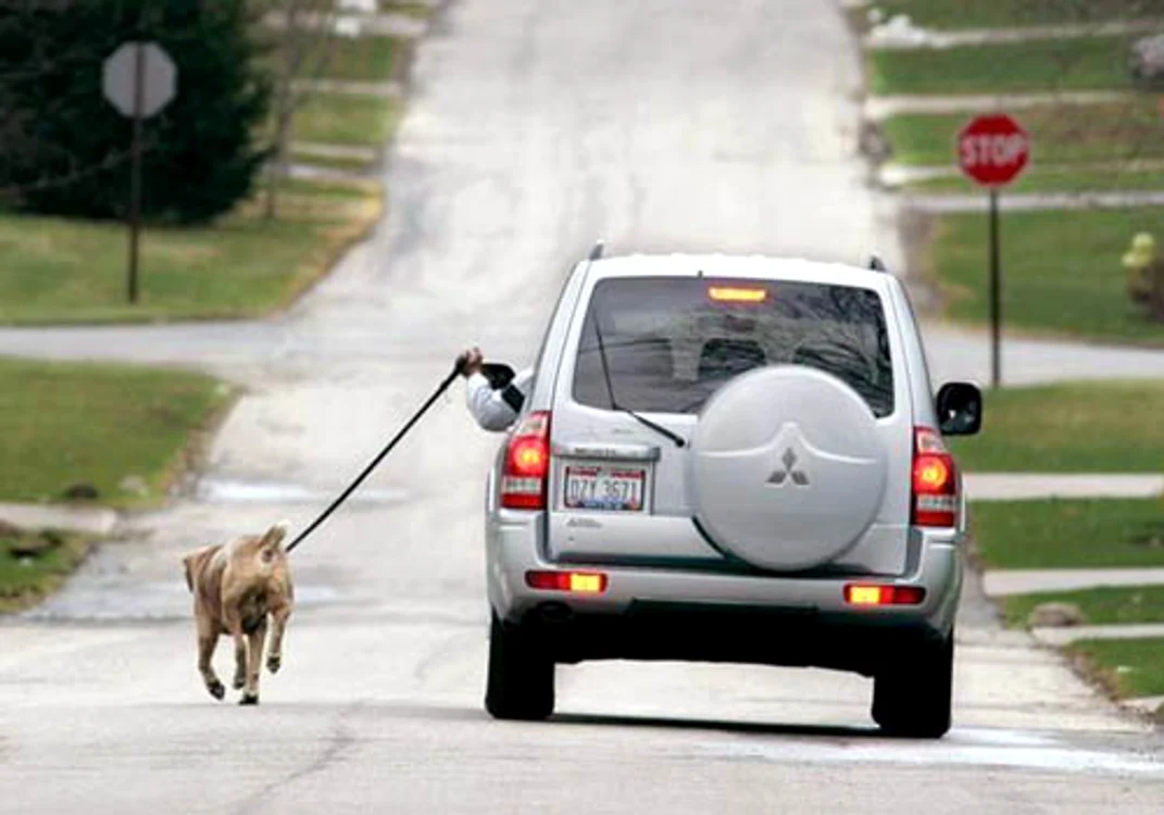 
    Animalul era nevoit să se ţină după autoturism  