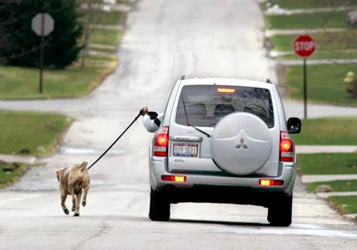 
    Animalul era nevoit să se ţină după autoturism  