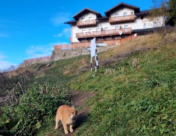 Portocală, lângă Cabana Fântânele FOTO Ioan Panaite / Facebook