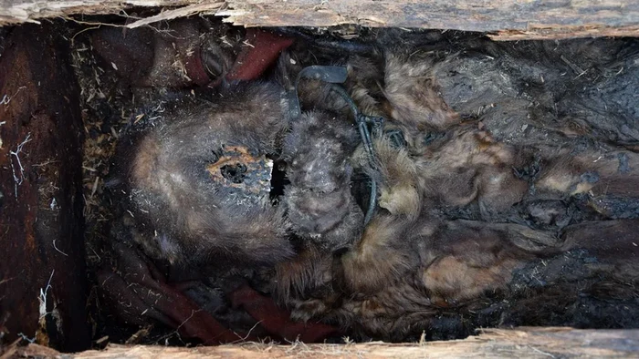 Rămășițele mumificate ale șmanei UsSergue1 (© Patrice Gérard / CNRS)