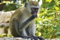 1+monkey 3816927 1280 jpg