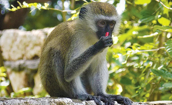 Variola maimuţei se răspândeşte prin contact apropiat și se manifestă printr-o erupţie cutanată