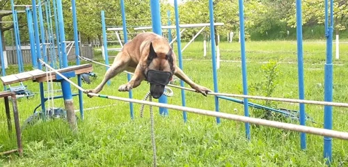 Umitorul ciobănesc belgian Lachi mergând legat la ochi pe două sfori suspendate Foto FB Ghenadie Rotaru