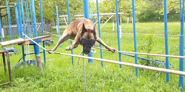 Umitorul ciobănesc belgian Lachi mergând legat la ochi pe două sfori suspendate Foto FB Ghenadie Rotaru