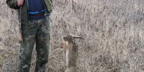 Iepurii au fost ridicaţi pentru expertize