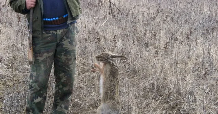 .Iepurii au fost ridicaţi pentru expertize FOTO: vanatori.ro