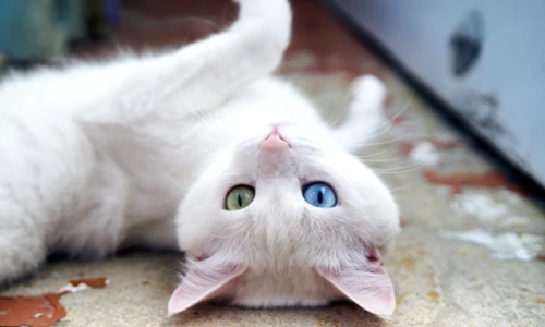 1 shutterstock 1388540642 jpg jpeg