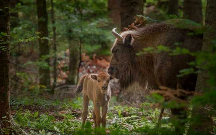 În 2017 au fost trei fătări în ţarcul de aclimatizare şi patru în libertate FOTO: Facebook/PNVNT