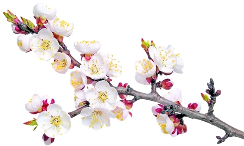 1 47284 original jpg jpeg