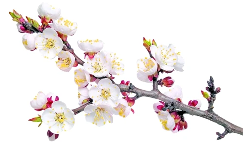 1 47284 original jpg jpeg