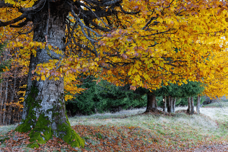 Artă fotografică în Parcul Natural Putna. Peisajele surprinse sunt senzaționale FOTO