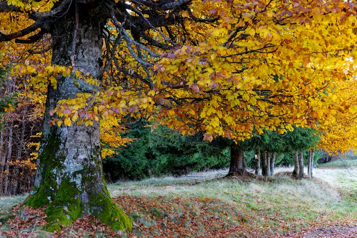 Peisaj de toamnă în Parcul Natural Putna FOTO: Mircea Muntean