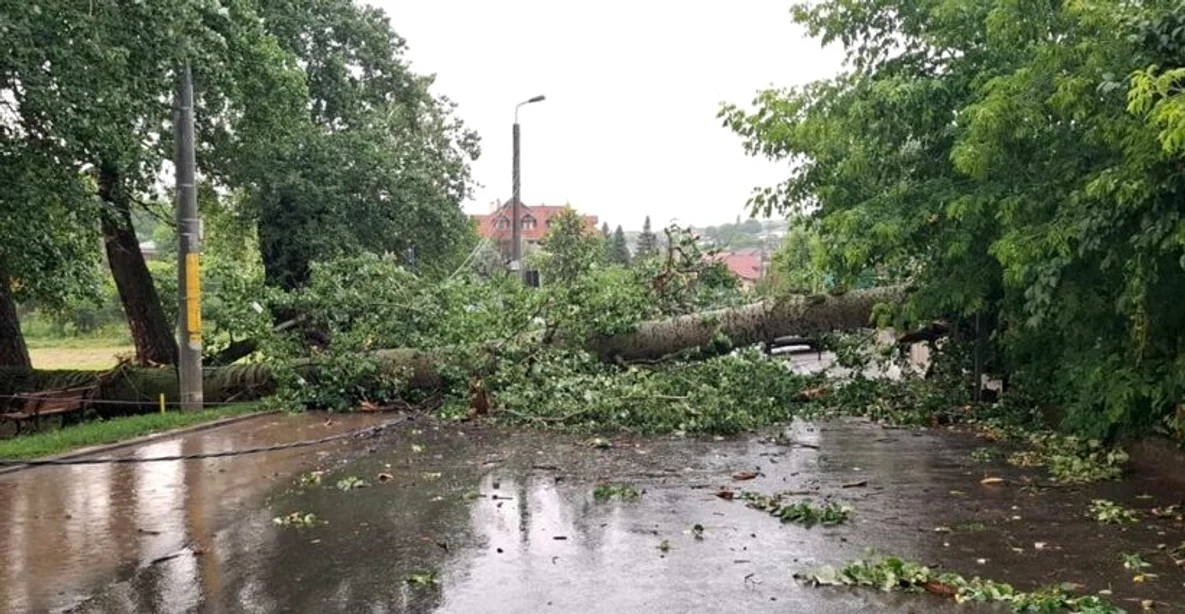 Plopul centenar din Iași s-a prăbușit în urma unei furtuni FOTO: ISU Iași