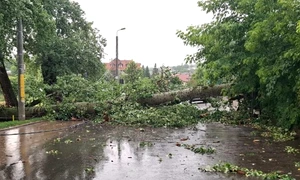 plop iasi foto isu Iași jpg