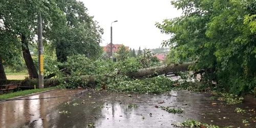 plop iasi foto isu Iași jpg
