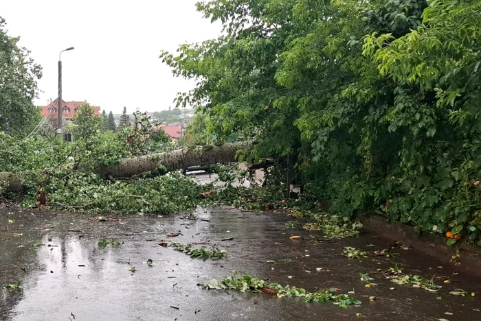 Copacul a fost doborât de vânt foto: ISU Iași